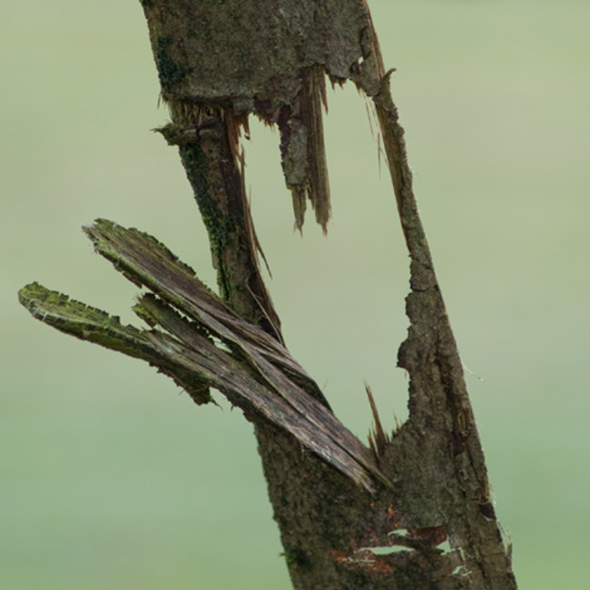 mark-hatchard-photographer_web-design-hampshire_PHOTO2012001_heart-in-bark-or-vice-versa.jpg