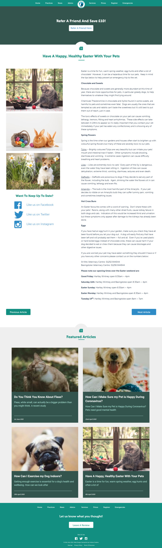 St Kitts Vet Website Design and WordPress Web Development SP009 News Article